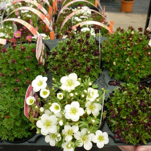 Alpine Saxifraga Rockery Plants Special 6 Pack Collection | ScotPlants Direct